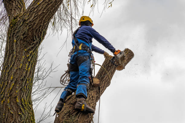 Professional Tree Care Services in Buffalo, NY